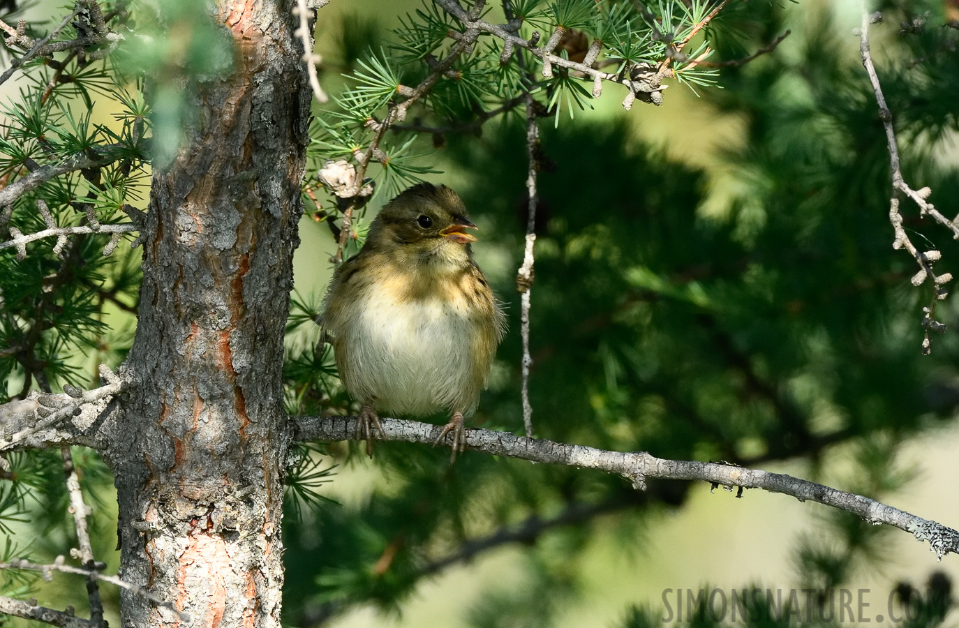 Melospiza lincolnii lincolnii [400 mm, 1/800 Sek. bei f / 9.0, ISO 1600]